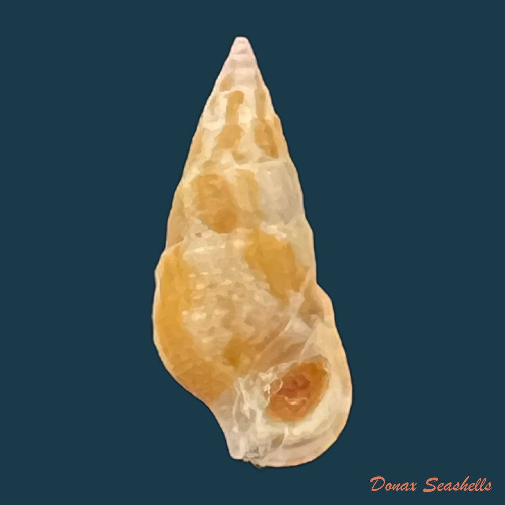 cerithium-bayeri-petuch-2001-18-3mm-copia