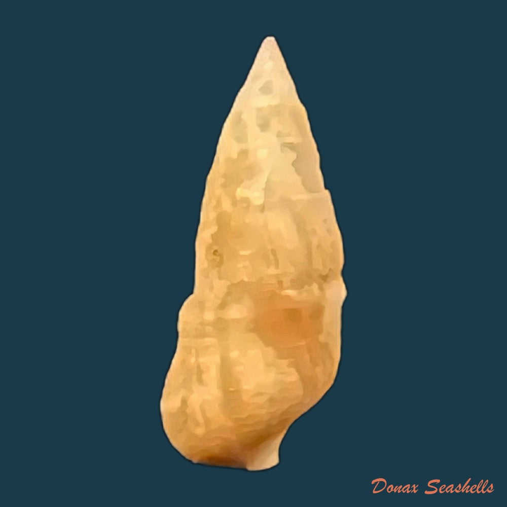 cerithium-bayeri-petuch-2001-18mm-copia