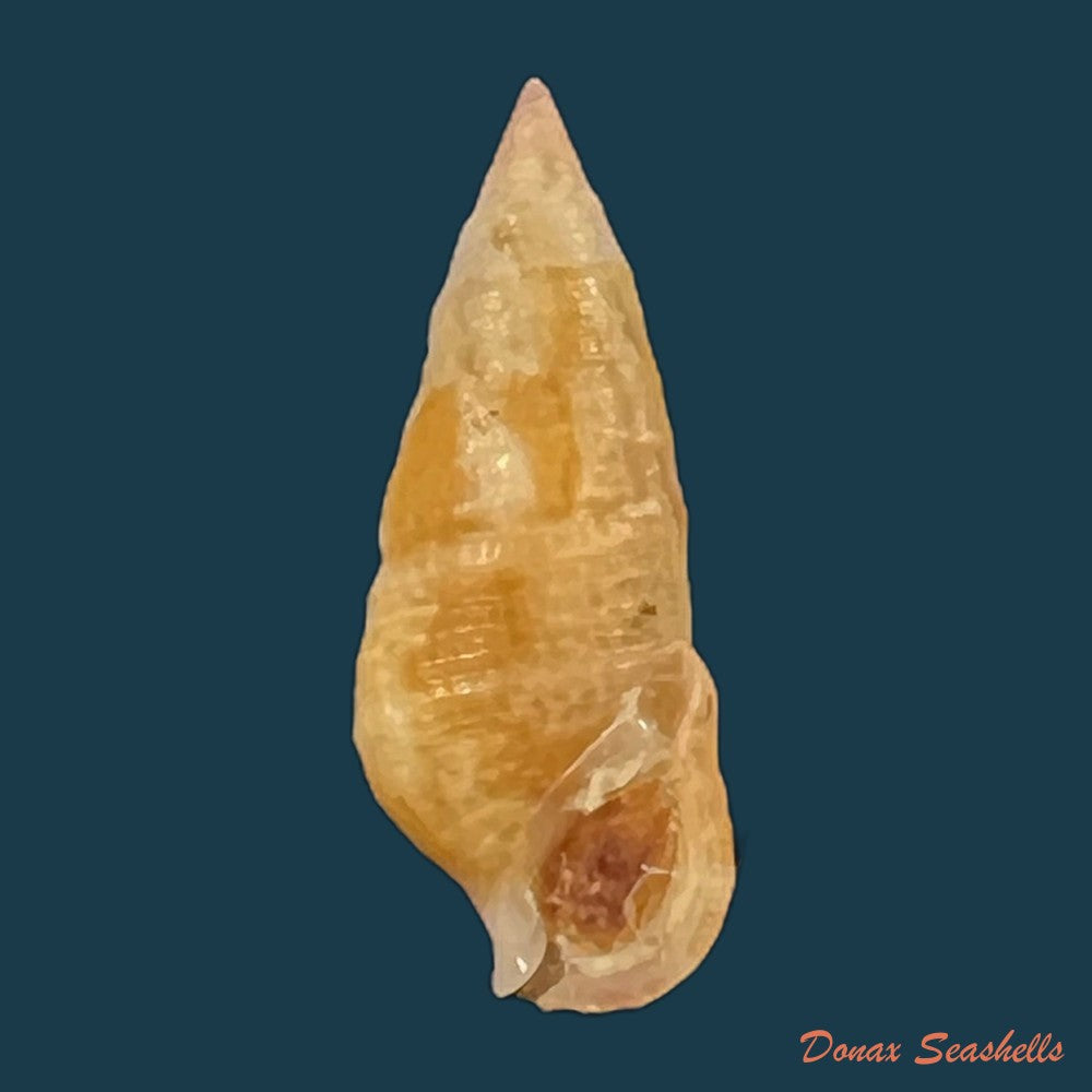 cerithium-bayeri-petuch-2001-18mm-copia