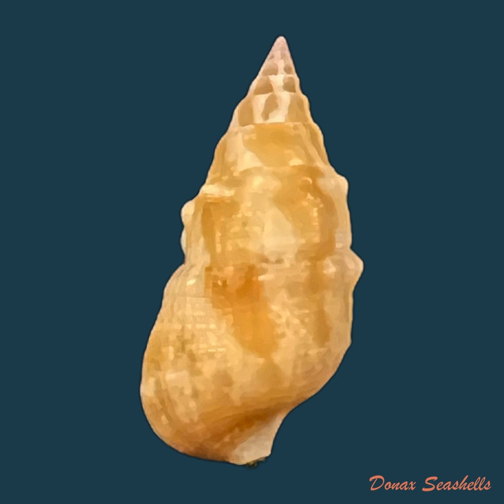 cerithium-bayeri-petuch-2001-19-3mm-copia