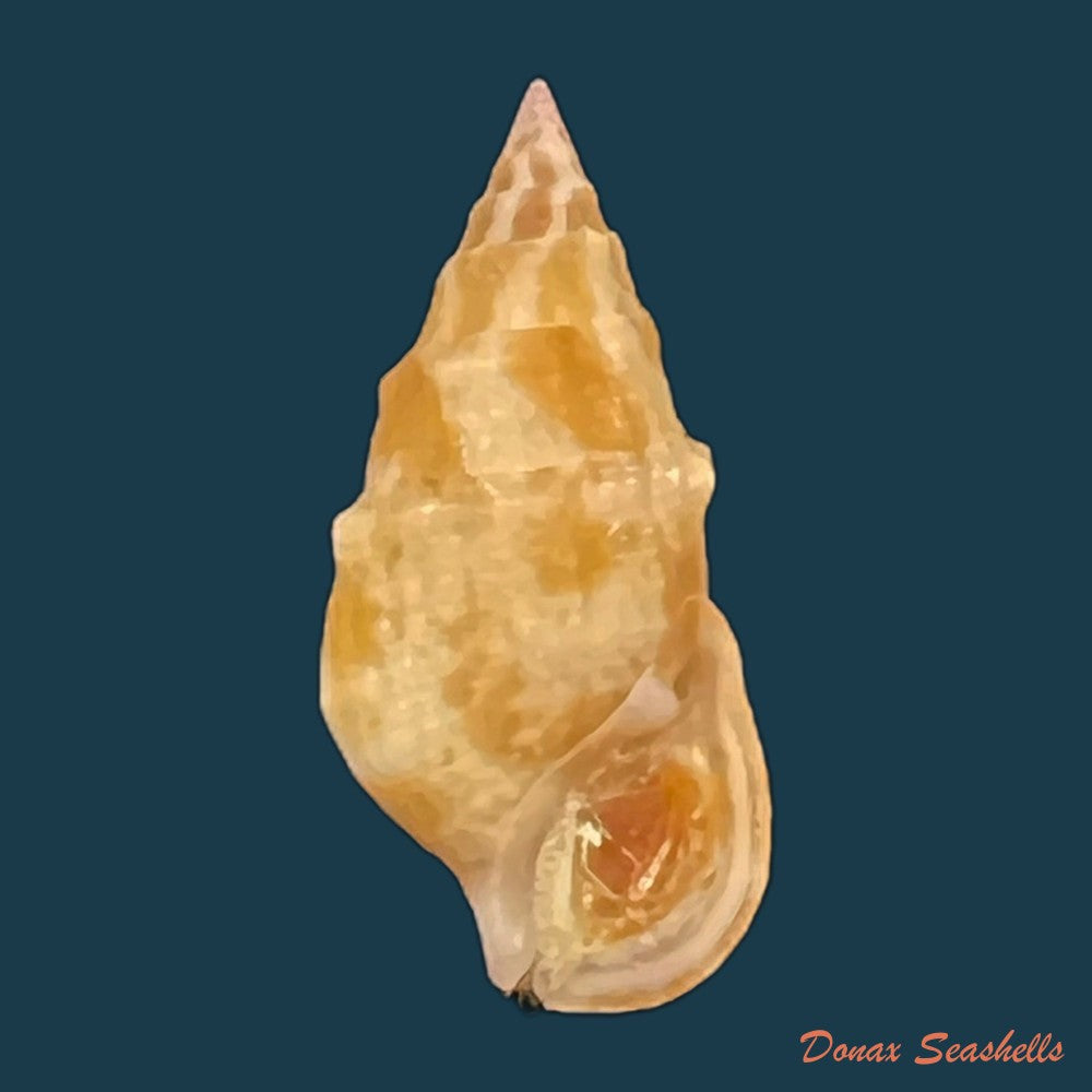 cerithium-bayeri-petuch-2001-19-3mm-copia