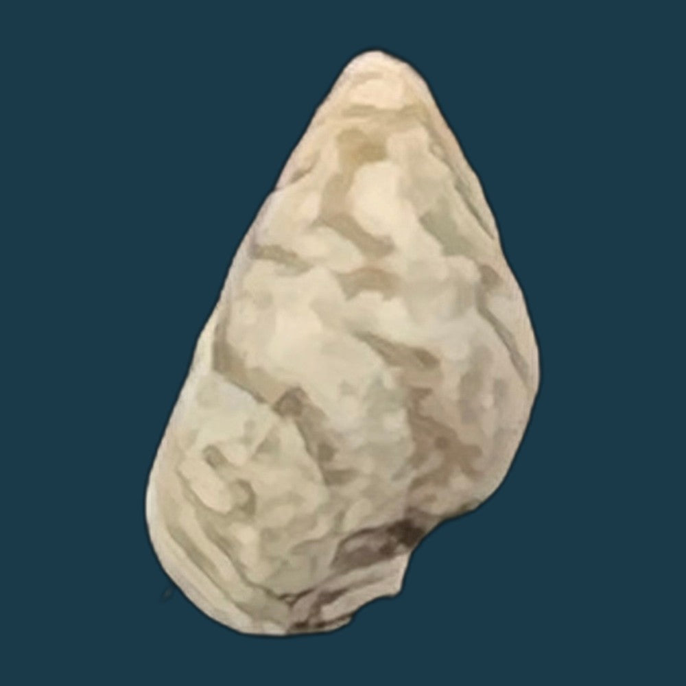 cerithium-biminiense-pilsbry-mc-ginty-1949-7-7mm-copia