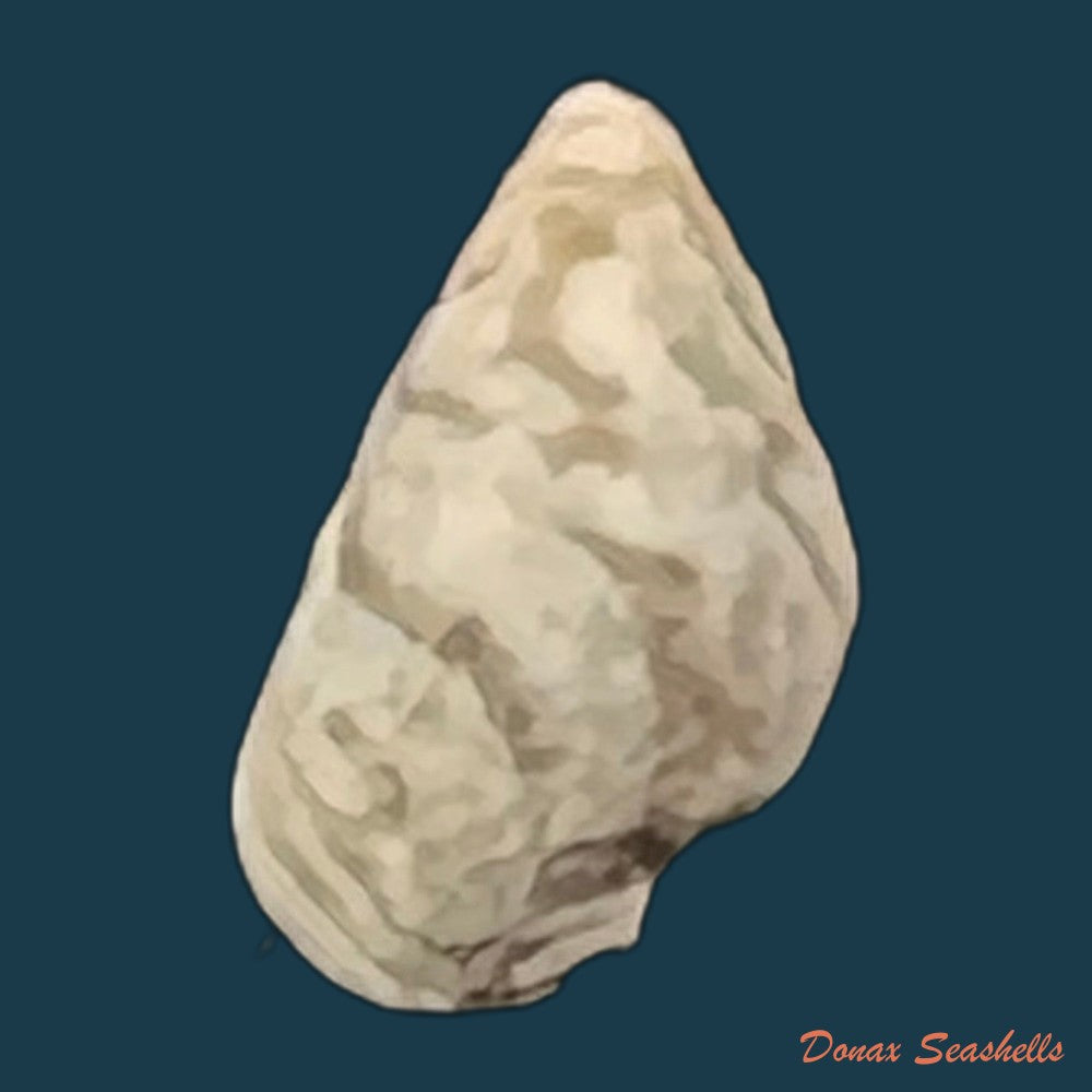 cerithium-biminiense-pilsbry-mc-ginty-1949-7-7mm-copia