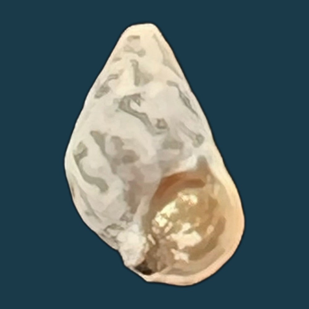 cerithium-biminiense-pilsbry-mc-ginty-1949-7-7mm-copia
