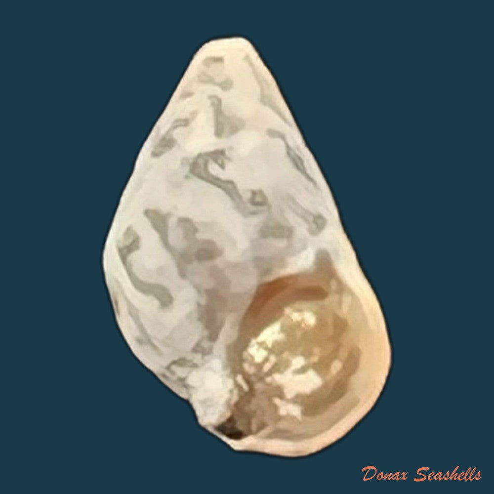cerithium-biminiense-pilsbry-mc-ginty-1949-7-7mm-copia