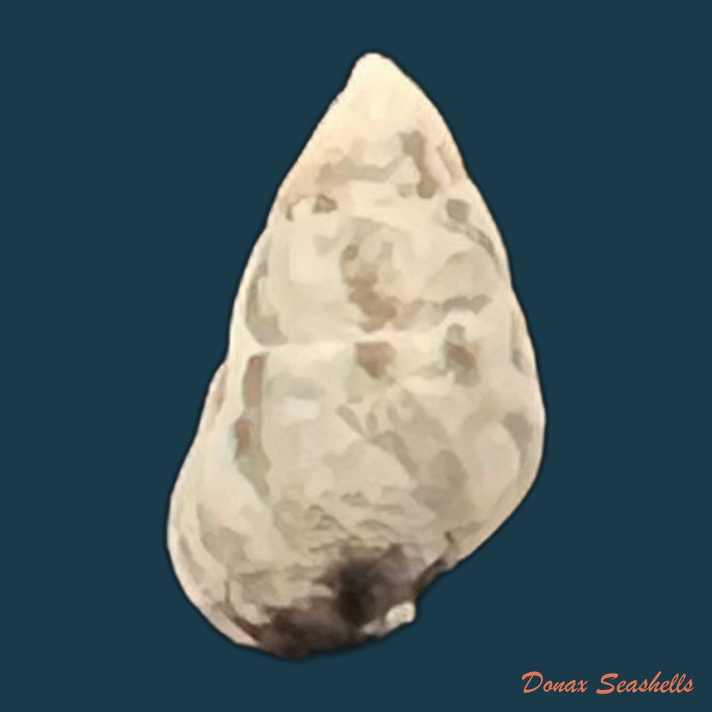 cerithium-biminiense-pilsbry-t-l-mcginty-1949-7-4mm-copia