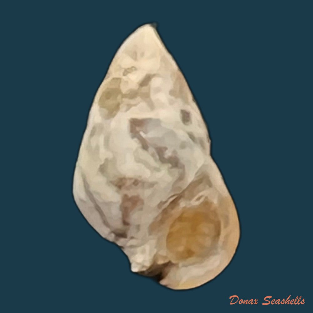 cerithium-biminiense-pilsbry-t-l-mcginty-1949-7-4mm-copia