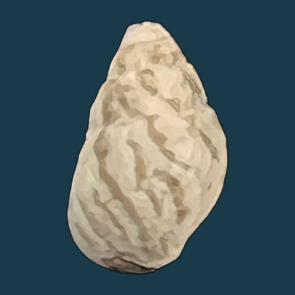 cerithium-biminiense-pilsbry-t-l-mcginty-1949-7-5mm-copia