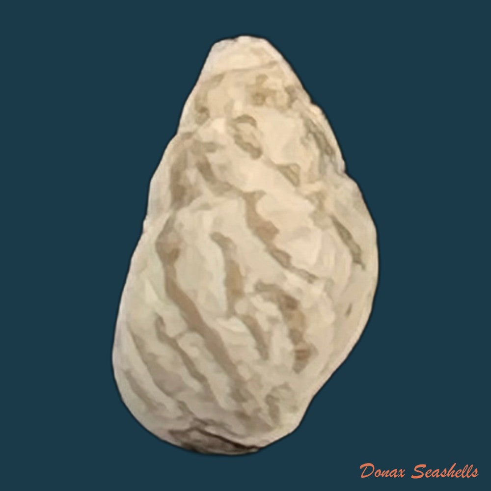 cerithium-biminiense-pilsbry-t-l-mcginty-1949-7-5mm-copia