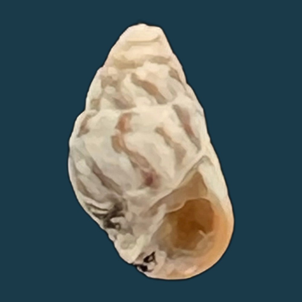cerithium-biminiense-pilsbry-t-l-mcginty-1949-7-5mm-copia