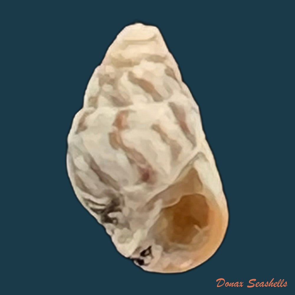 cerithium-biminiense-pilsbry-t-l-mcginty-1949-7-5mm-copia