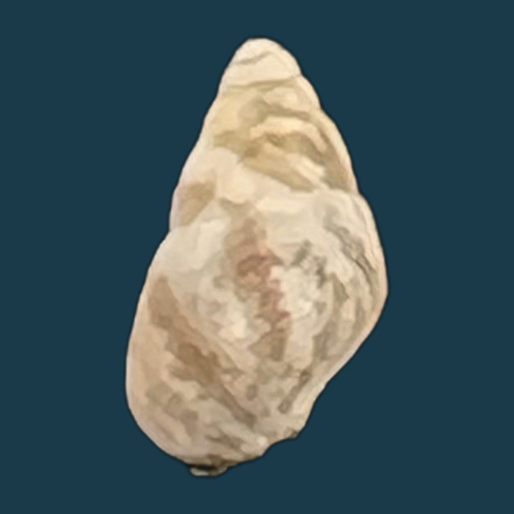cerithium-biminiense-pilsbry-t-l-mcginty-1949-8-2mm-copia