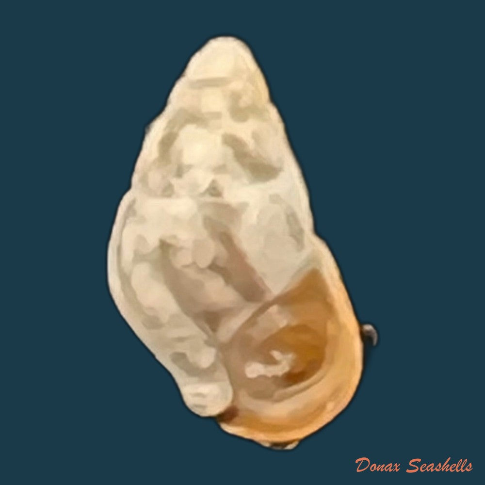 cerithium-biminiense-pilsbry-t-l-mcginty-1949-8-2mm-copia