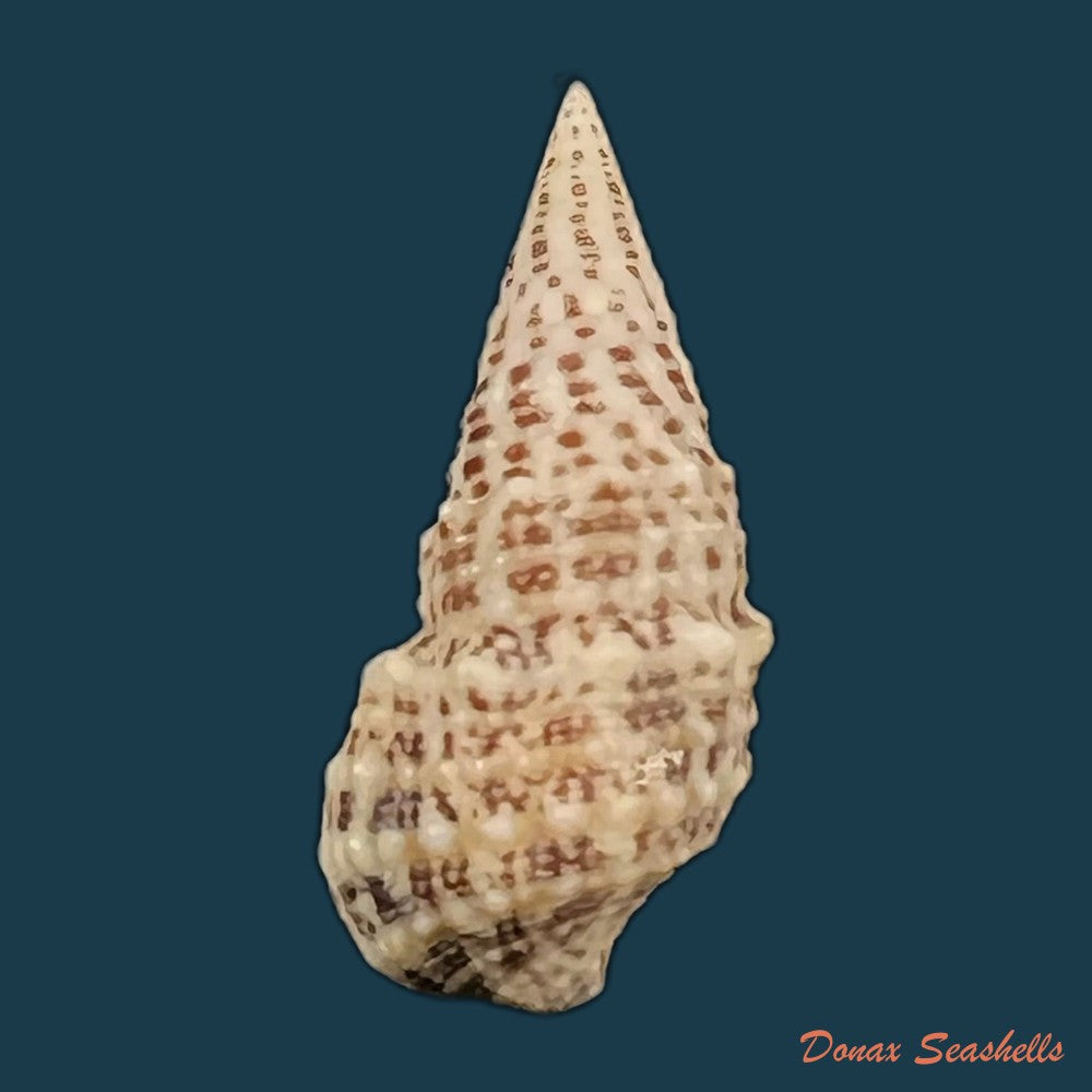 cerithium-litteratum-born-1778-22-4mm-copia