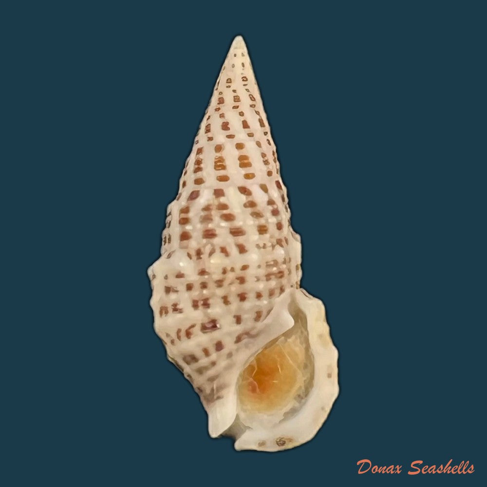 cerithium-litteratum-born-1778-22-4mm-copia