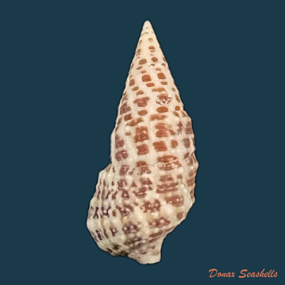 cerithium-litteratum-born-1778-24-6mm-copia