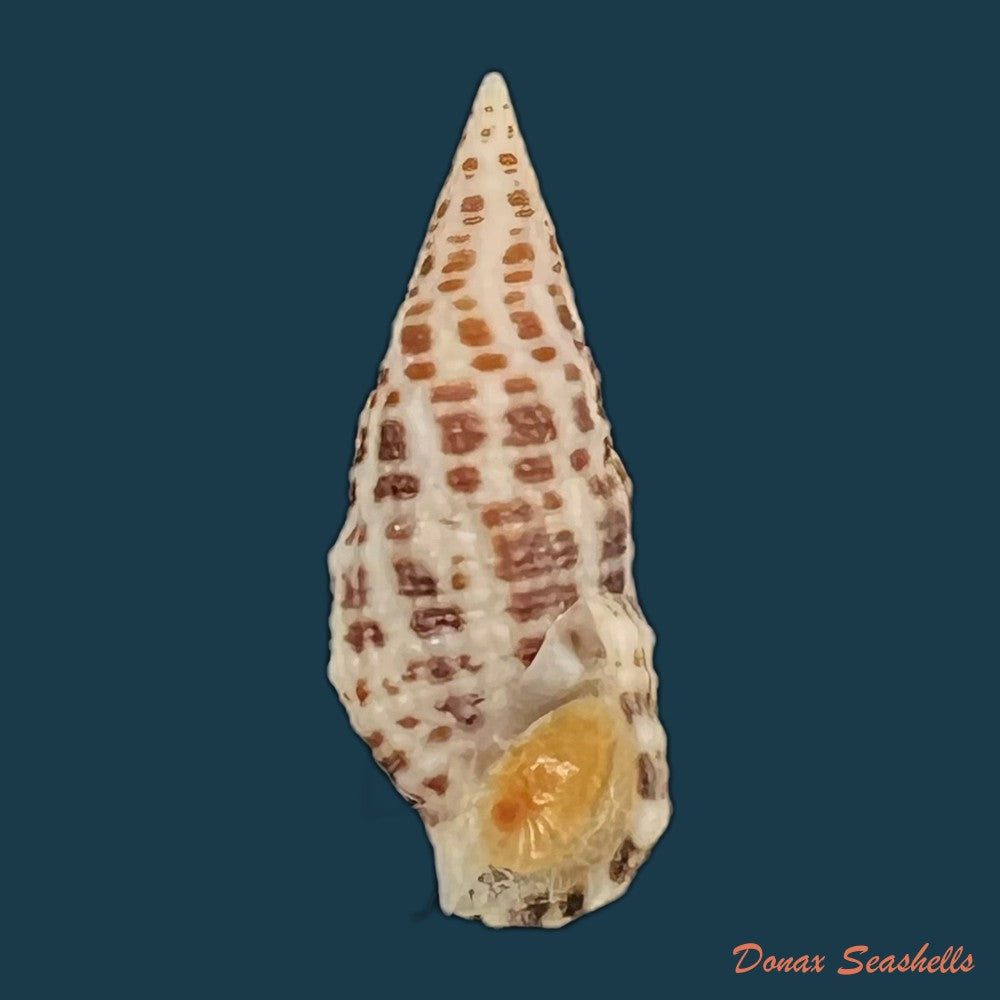 cerithium-litteratum-born-1778-24-6mm-copia