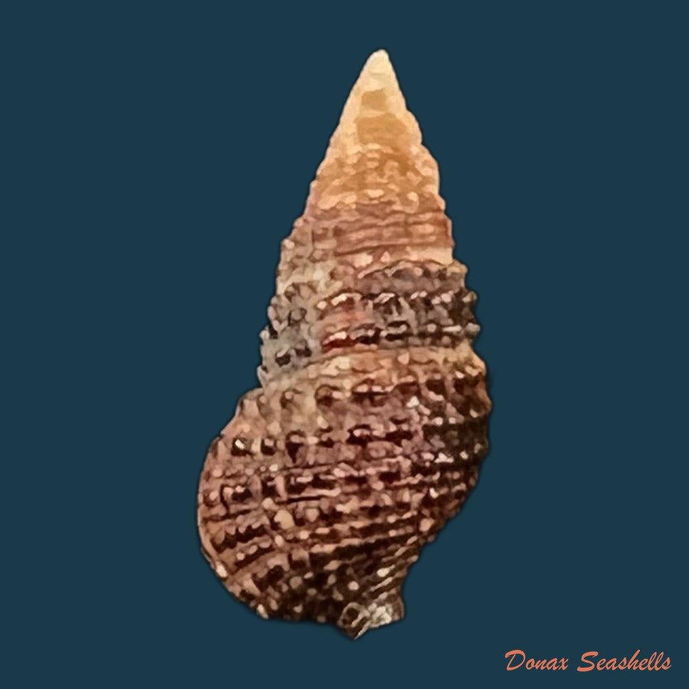 cerithium-lutosum-menke-1828-13-4mm-copia