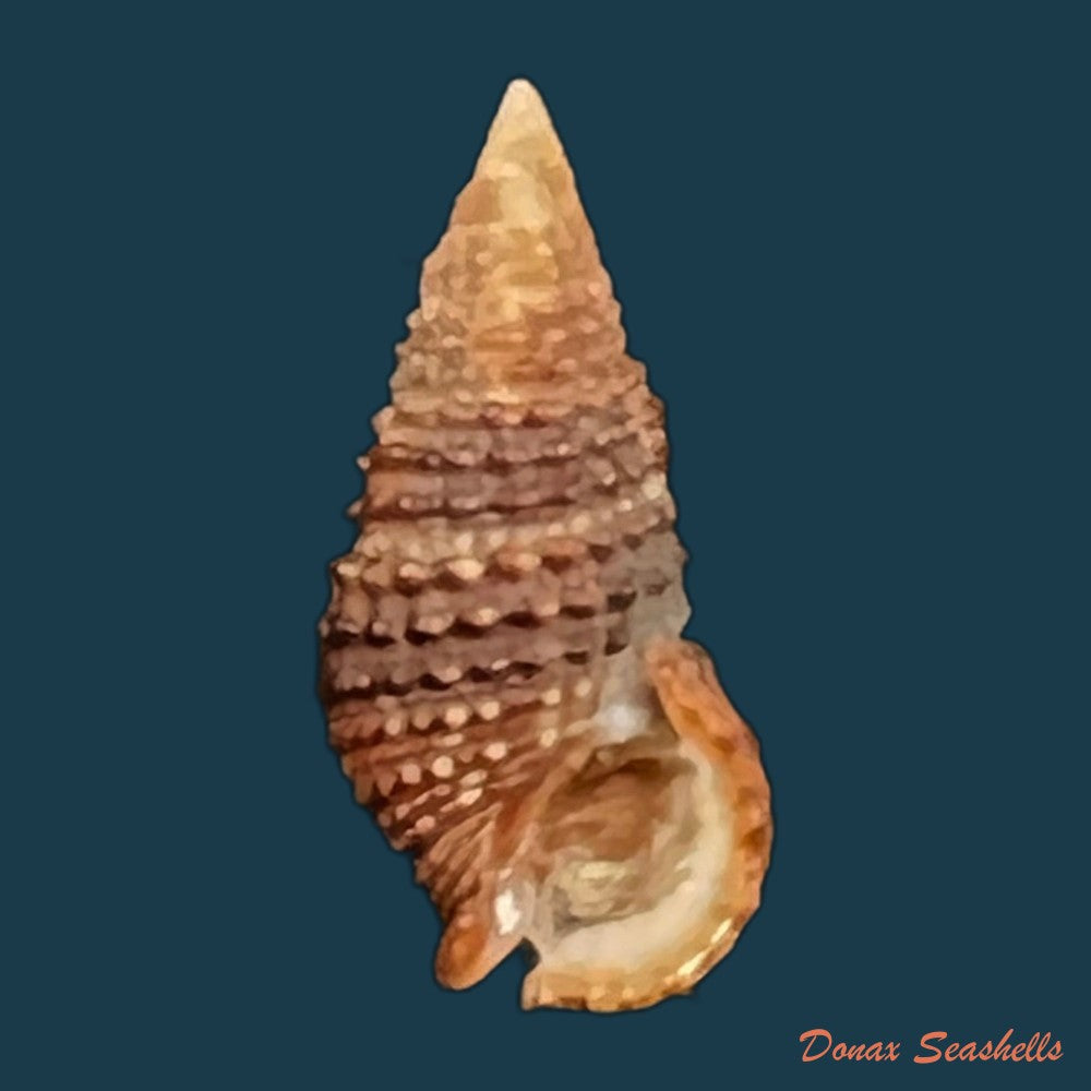 cerithium-lutosum-menke-1828-13-4mm-copia