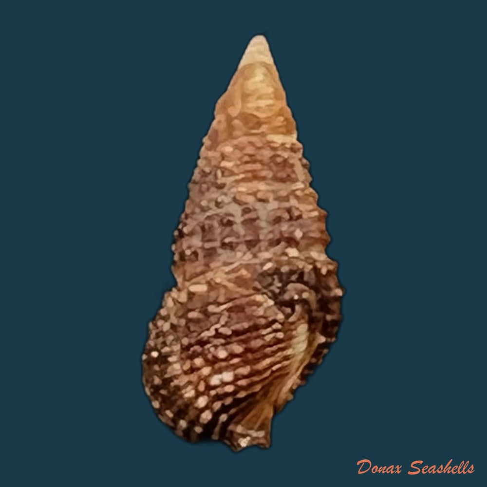cerithium-lutosum-menke-1828-13-8mm-copia
