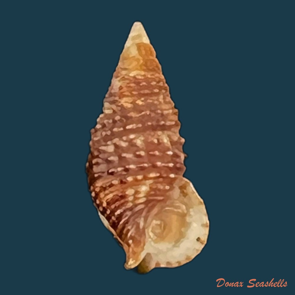 cerithium-lutosum-menke-1828-13-8mm-copia