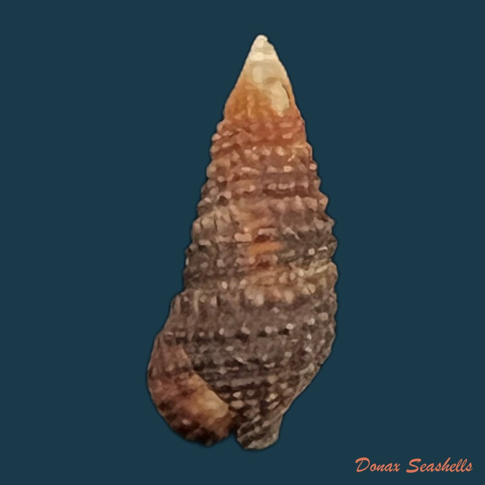 cerithium-lutosum-menke-1828-14-2mm-copia