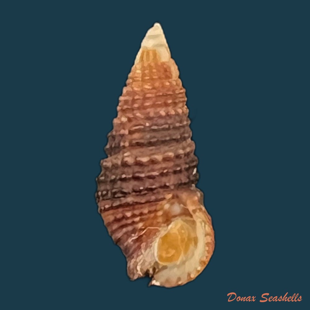 cerithium-lutosum-menke-1828-14-2mm-copia