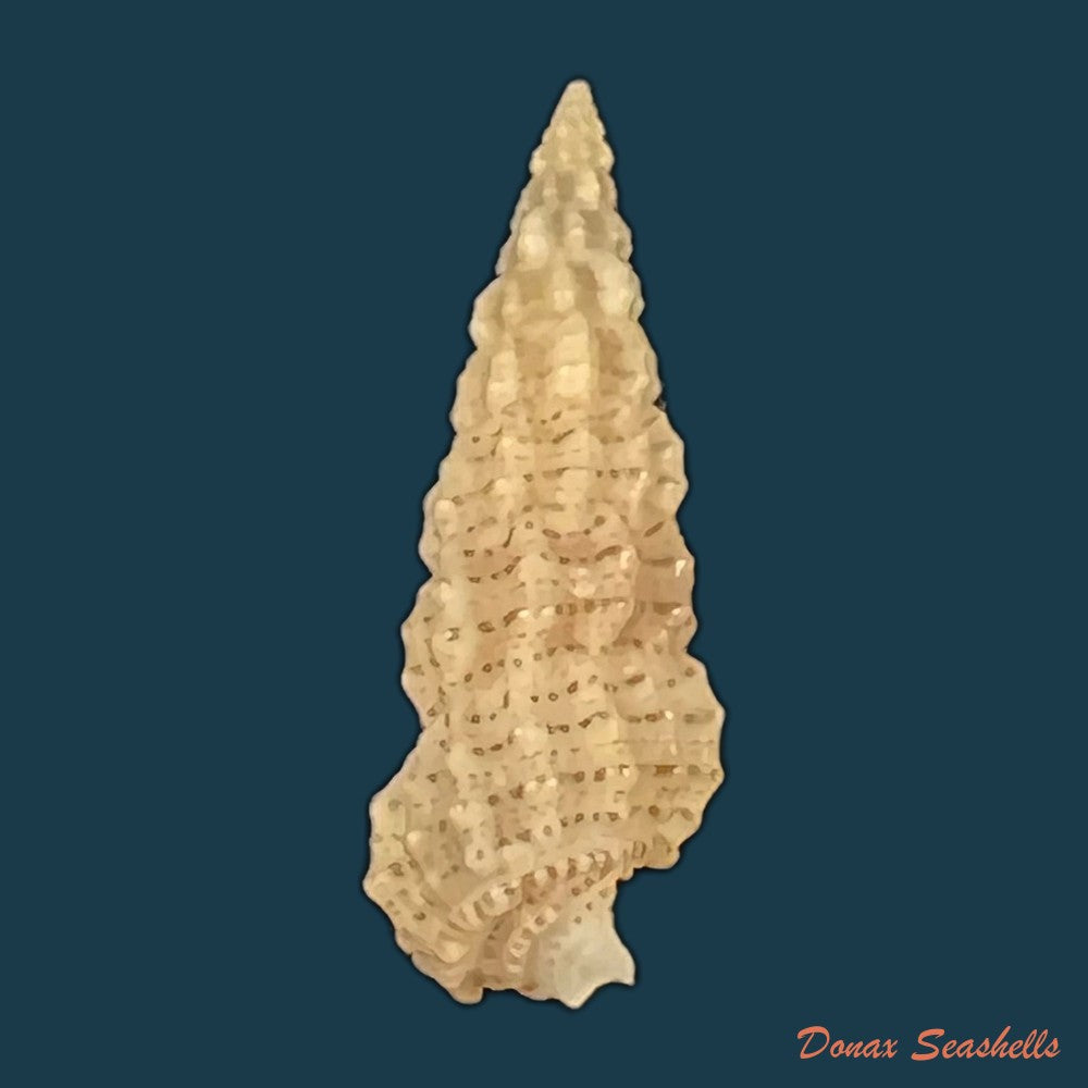 cerithium-muscarum-say-1822-20-1mm-copia
