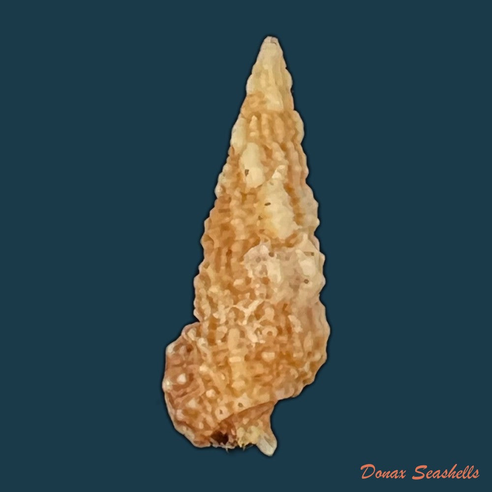 cerithium-muscarum-say-1822-20-3mm-copia