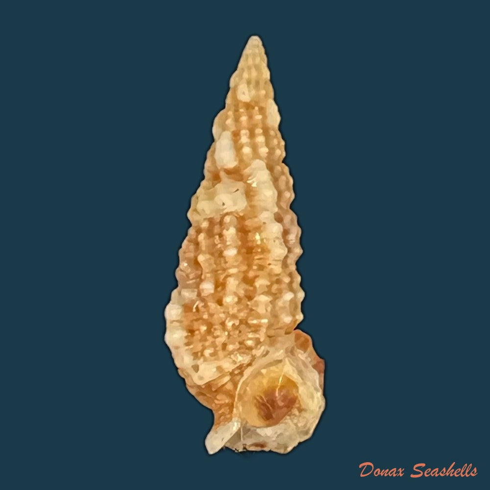 cerithium-muscarum-say-1822-20-3mm-copia
