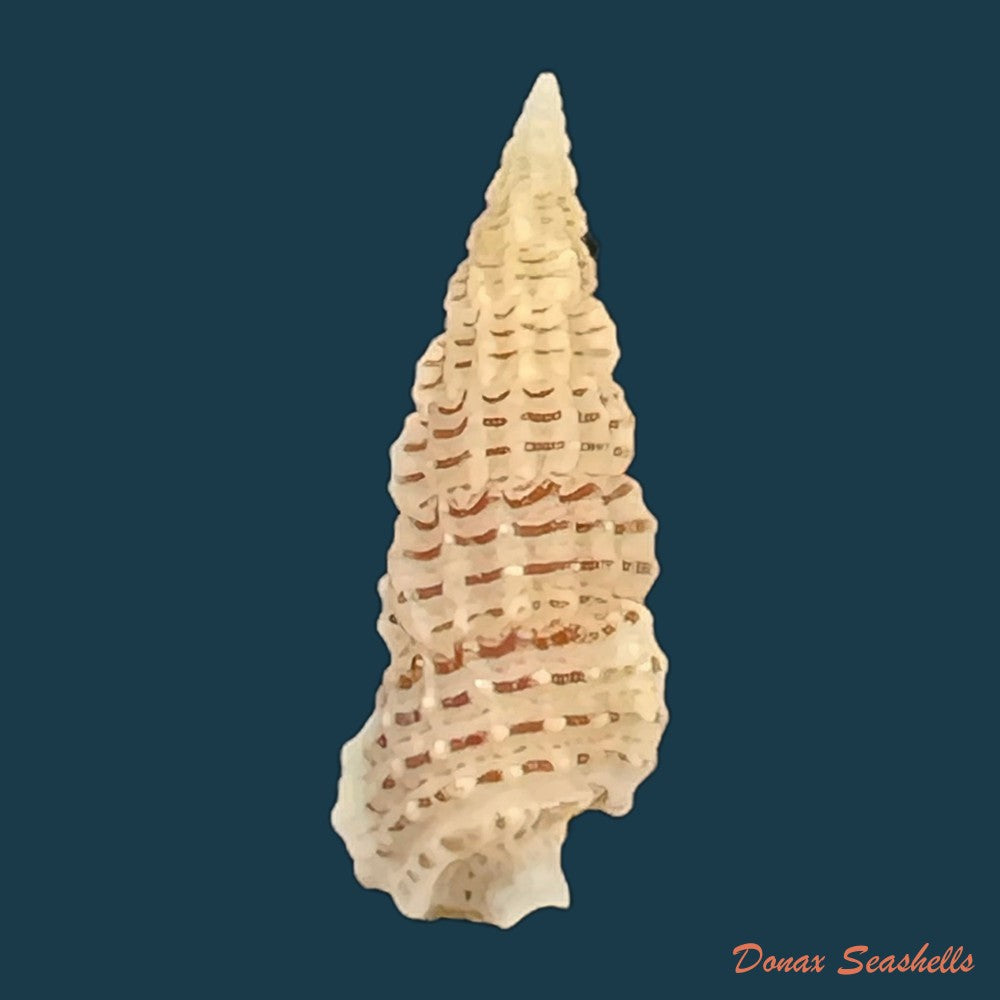 cerithium-muscarum-say-1822-21-3mm-copia