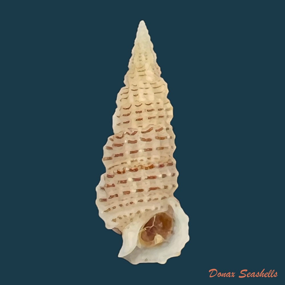 cerithium-muscarum-say-1822-21-3mm-copia