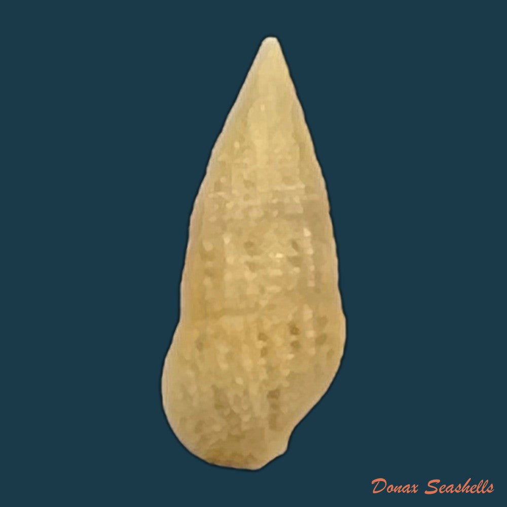 cerithium-nesioticum-pilsbry-vanatta-1906-11-3mm-copia