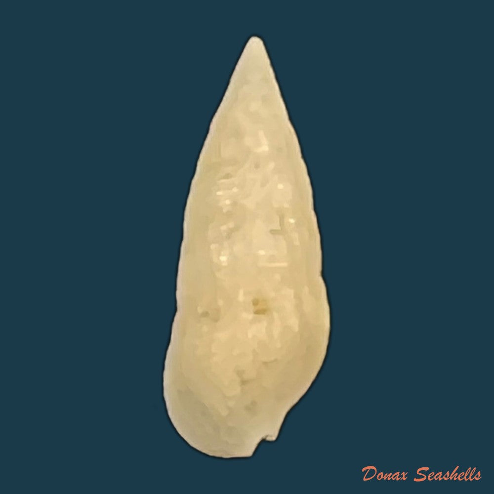 cerithium-nesioticum-pilsbry-vanatta-1906-11-7mm-copia