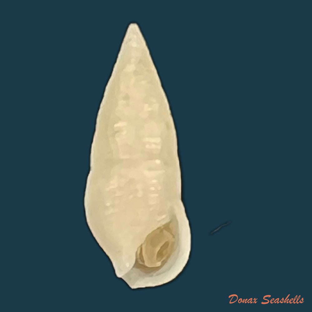 cerithium-nesioticum-pilsbry-vanatta-1906-11-7mm-copia