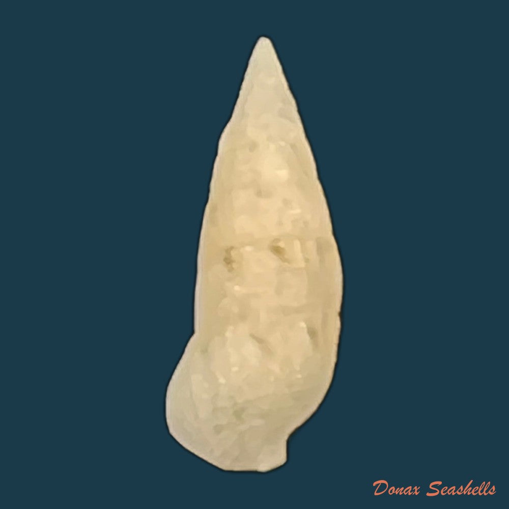cerithium-nesioticum-pilsbry-vanatta-1906-12-4mm-copia