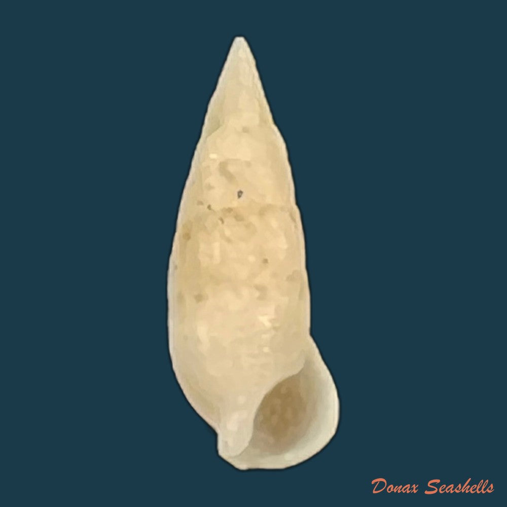 cerithium-nesioticum-pilsbry-vanatta-1906-12-4mm-copia