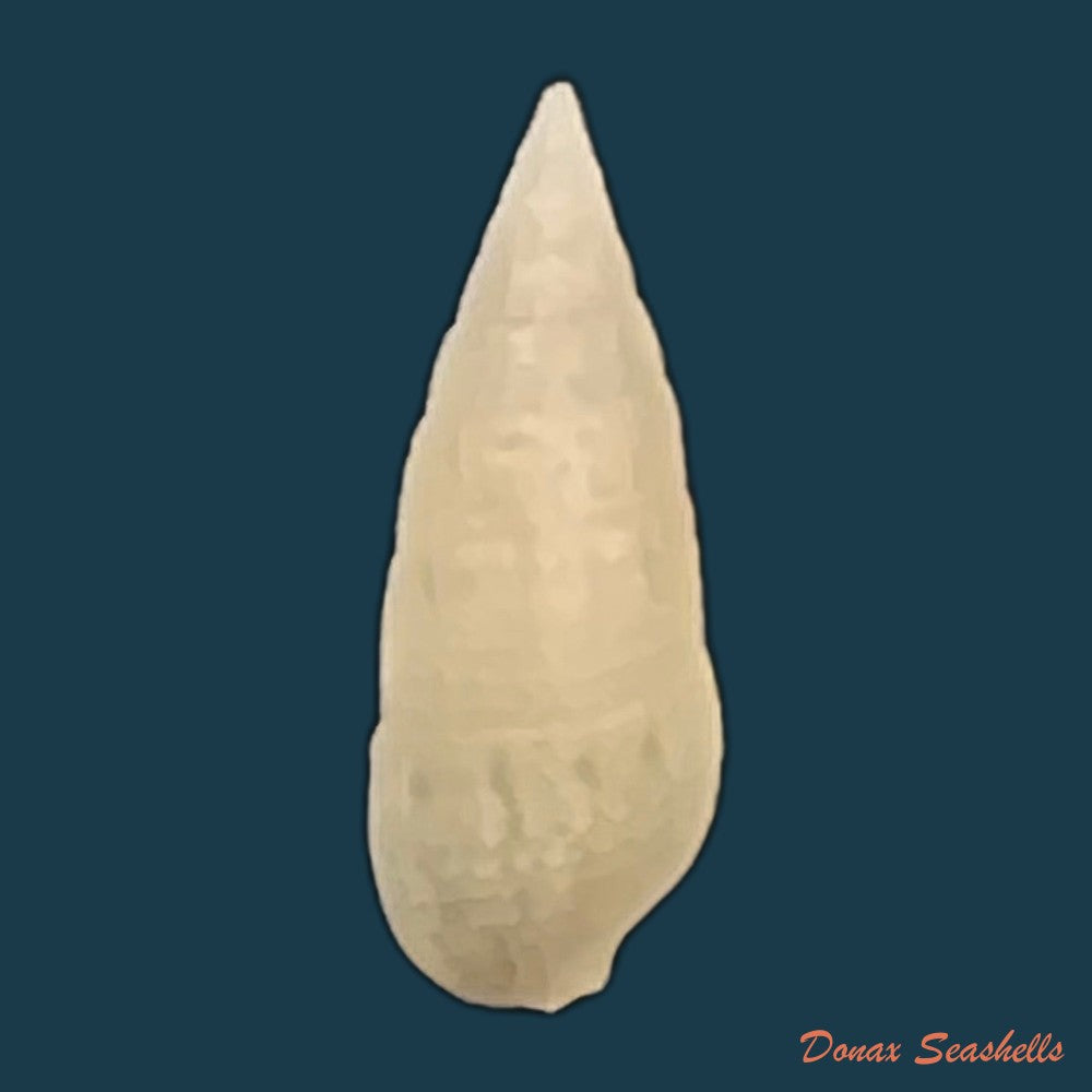 cerithium-nesioticum-pilsbry-vanatta-1906-12mm-copia