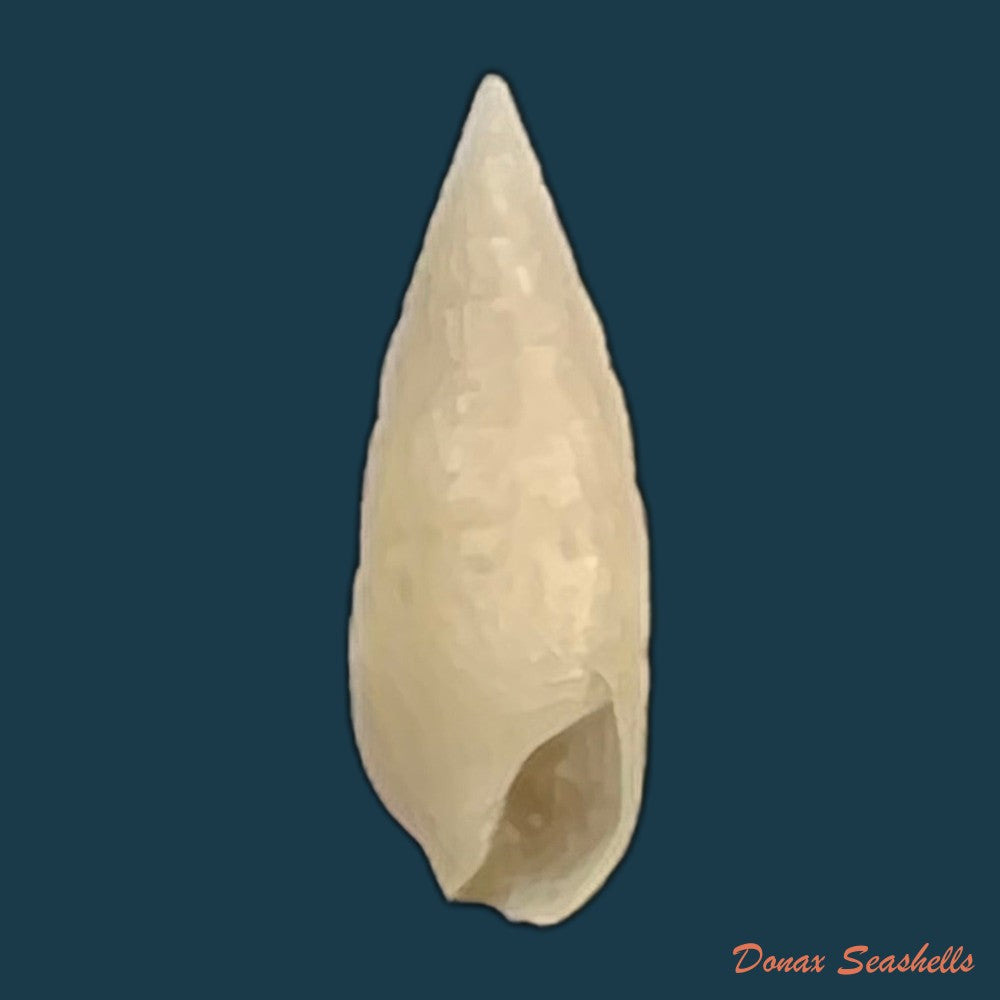 cerithium-nesioticum-pilsbry-vanatta-1906-12mm-copia