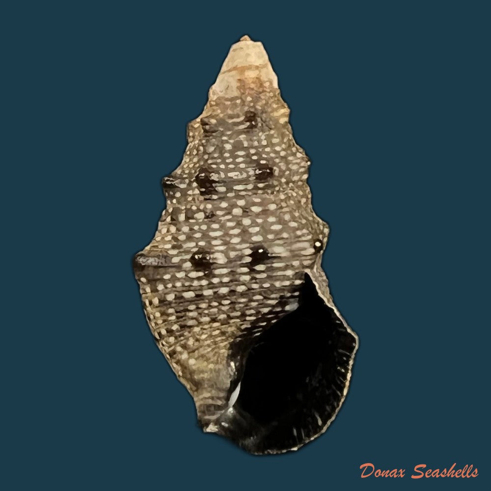 cerithium-stercusmuscarum-valenciennes-1832-26-5mm-copia
