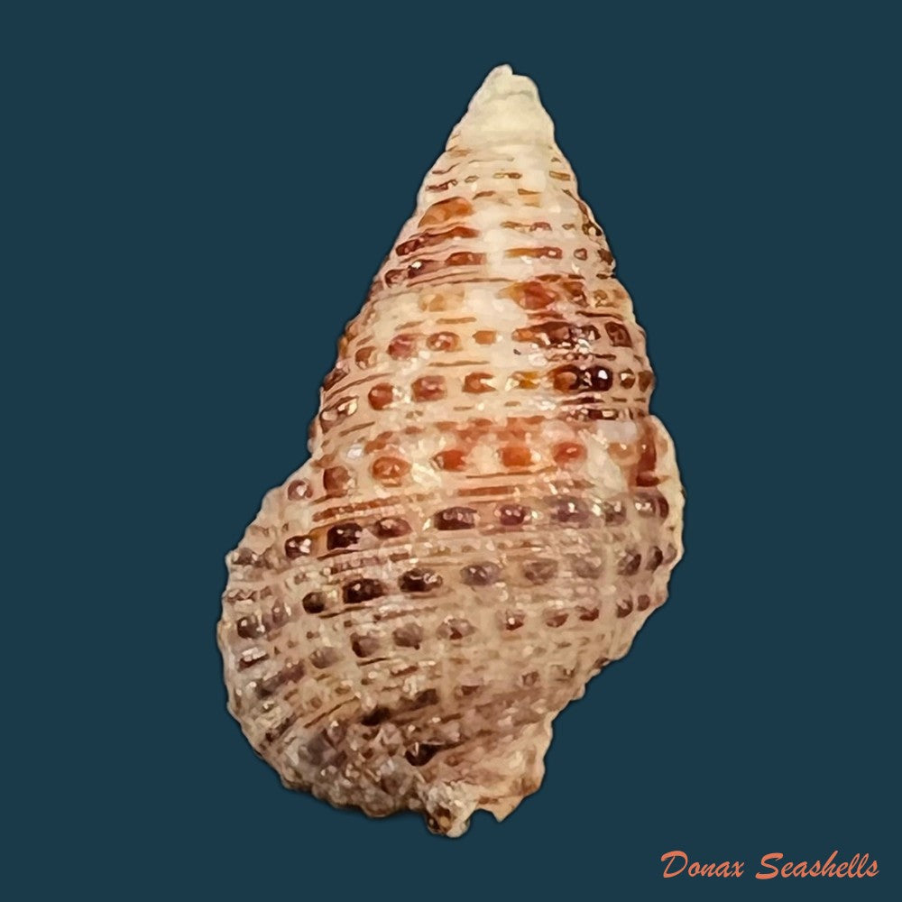 cerithium-stercusmuscarum-valenciennes-1832-26-8mm-copia-1