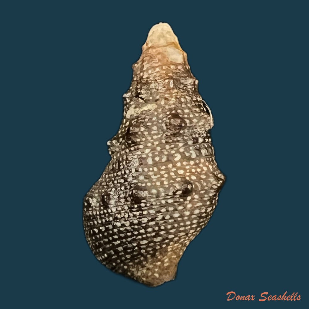 cerithium-stercusmuscarum-valenciennes-1832-26-8mm-copia