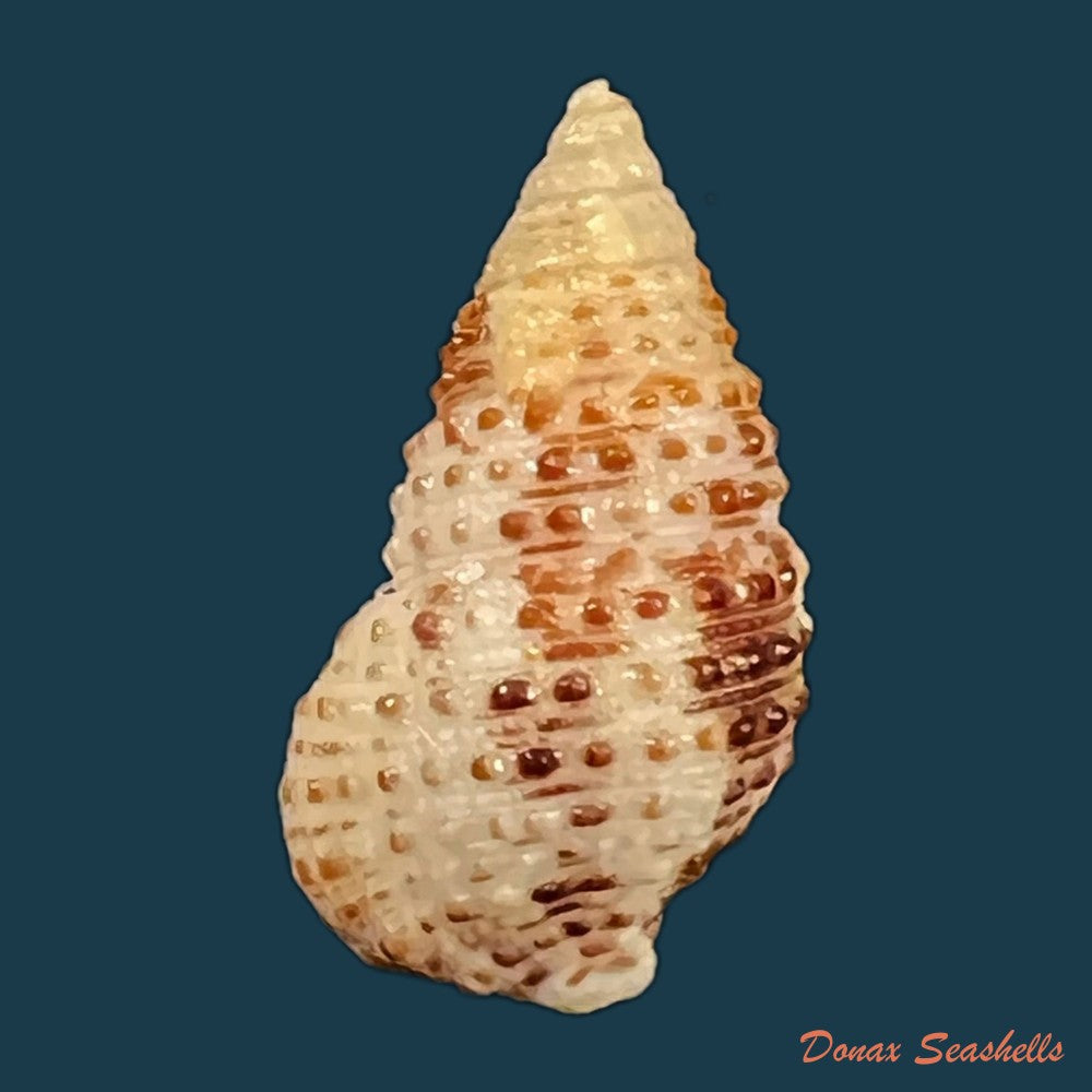 cerithium-tuberculatum-linnaeus-1767-22-5mm-copia
