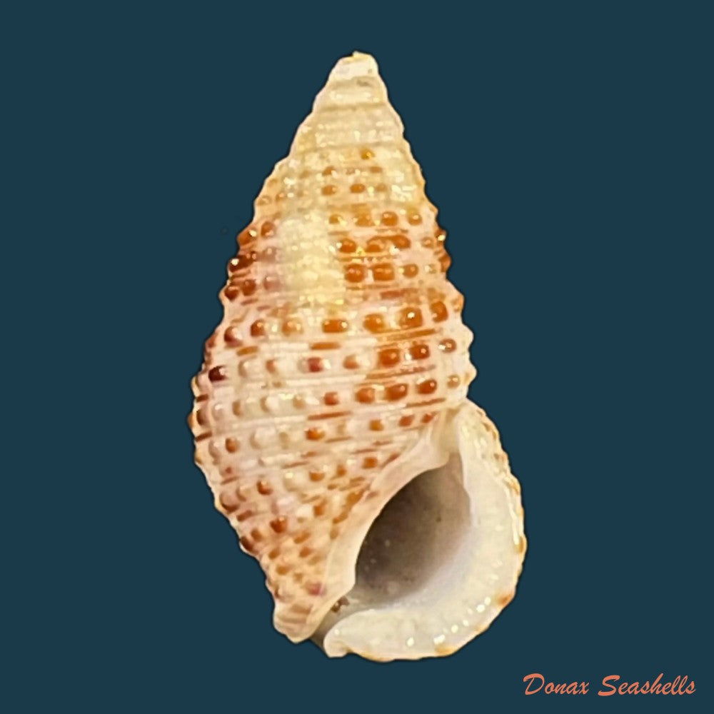 cerithium-tuberculatum-linnaeus-1767-22-5mm-copia