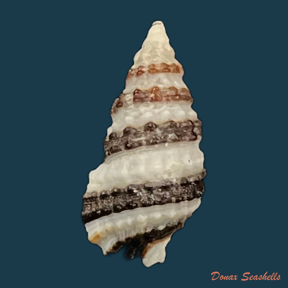 cerithium-tuberculatum-linnaeus-1767-23mm-copia