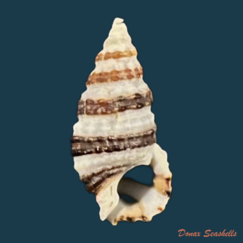 cerithium-tuberculatum-linnaeus-1767-23mm-copia