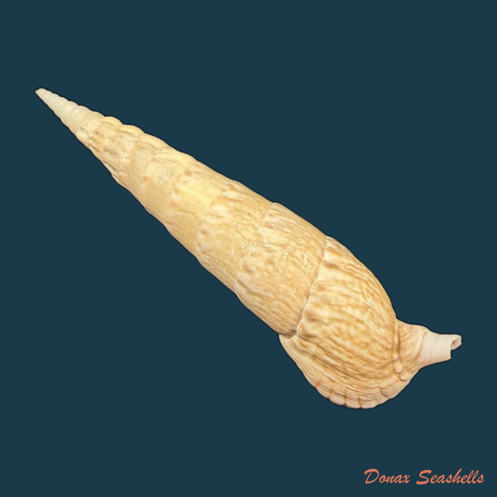 cerithium-zonatum-w-wood-1828-19-3mm-copia