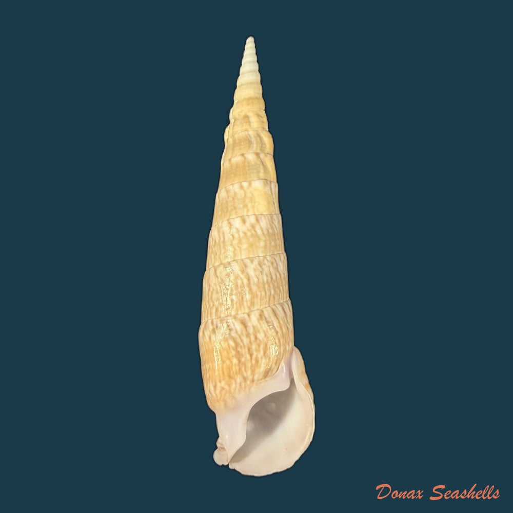 cerithium-zonatum-w-wood-1828-19-3mm-copia