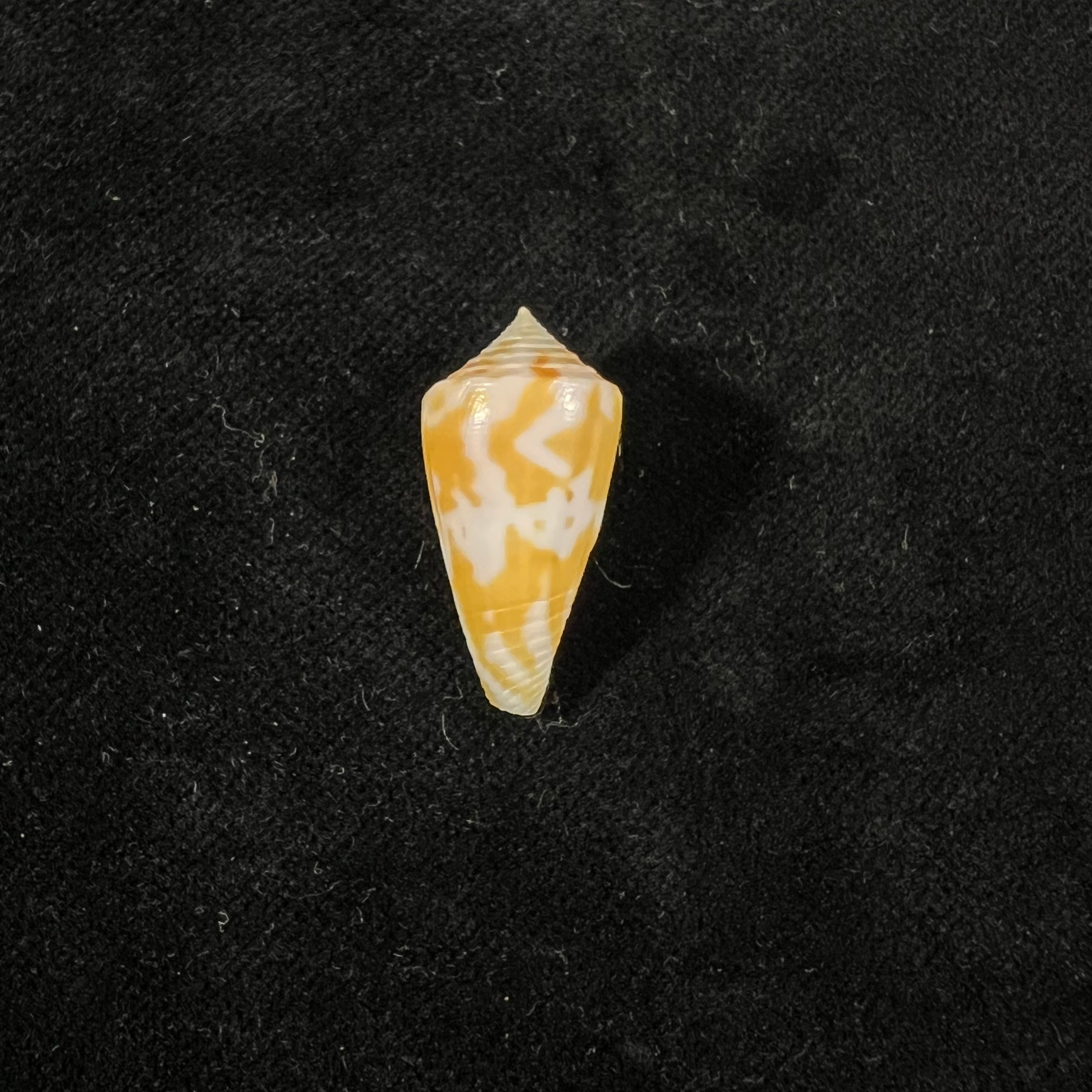 Conus ceruttii Cargile, 1997 - 25,2mm