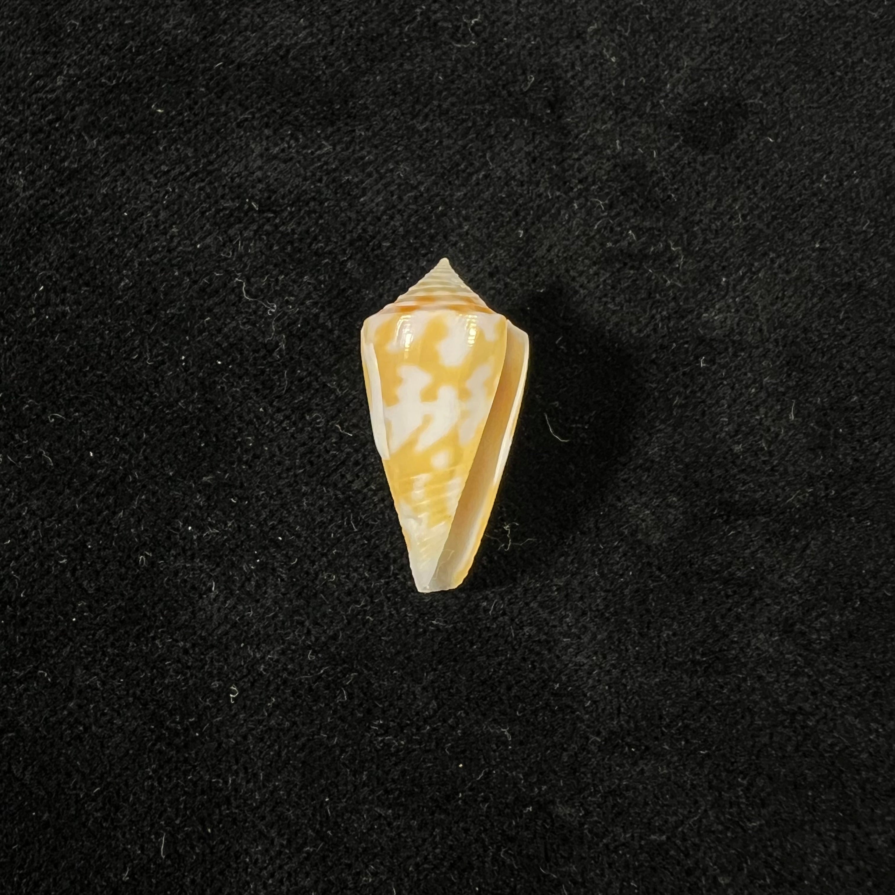 Conus ceruttii Cargile, 1997 - 25,2mm